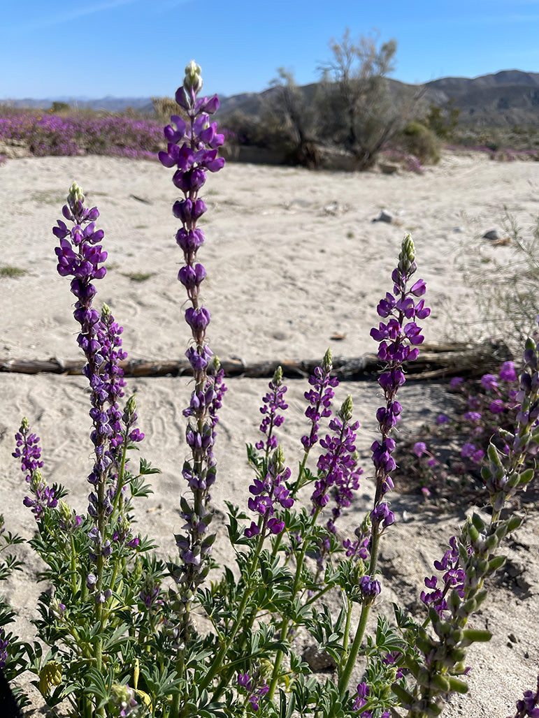 Grape Soda Lupine in Desert Near Julian, California