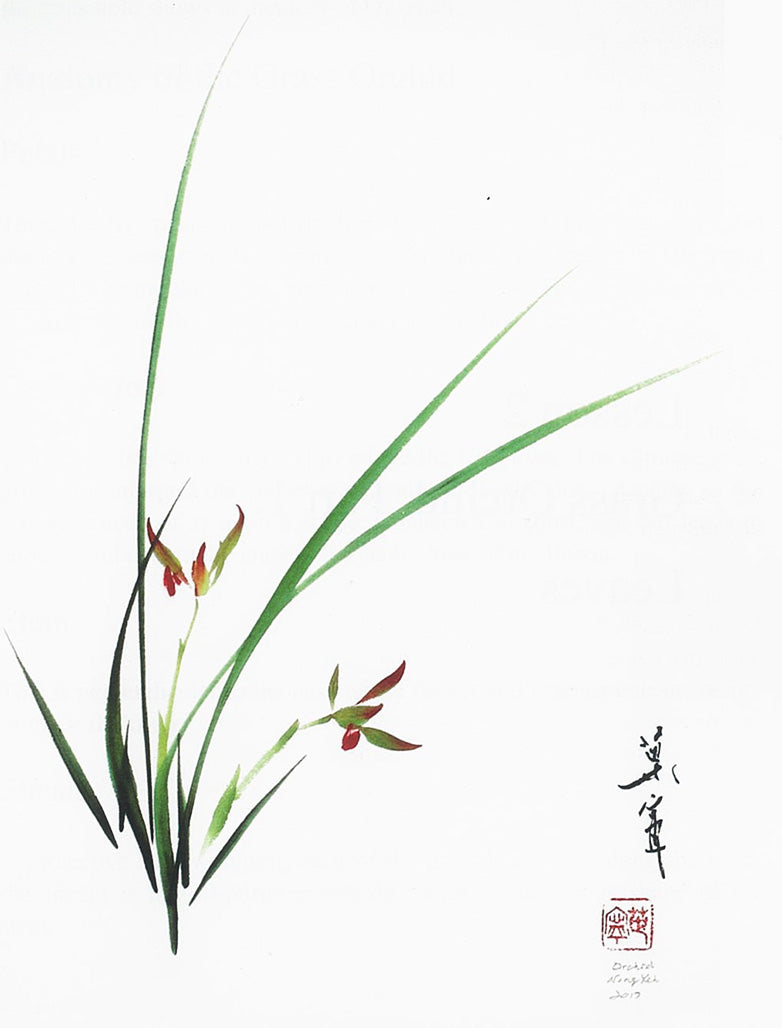 Grass Orchid by Ning Yeh