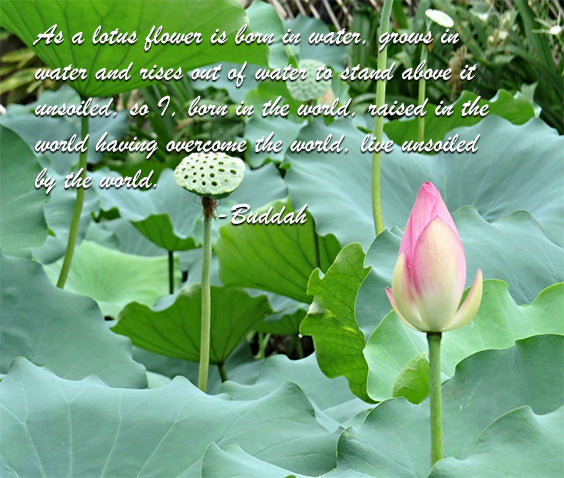 Lotus and Transcendence