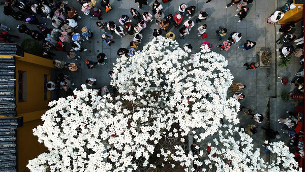 Magnolia Tree at Faxi Temple