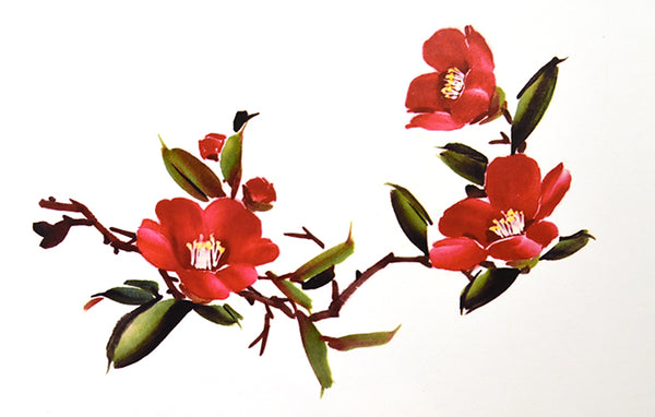 Camellia - Composition 6: Flower Stages by Ning Yeh