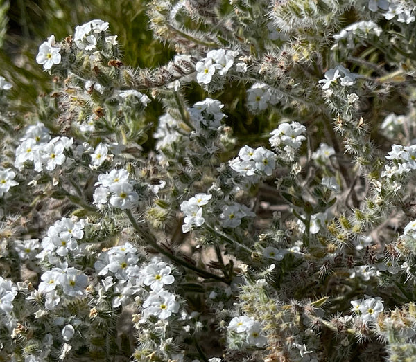 Popcorn Flowers Near Julian, California