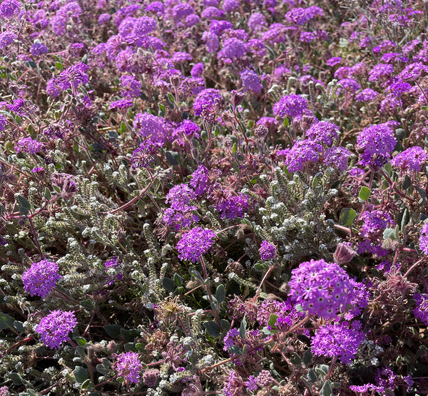 Purple Verbana Near Julian California