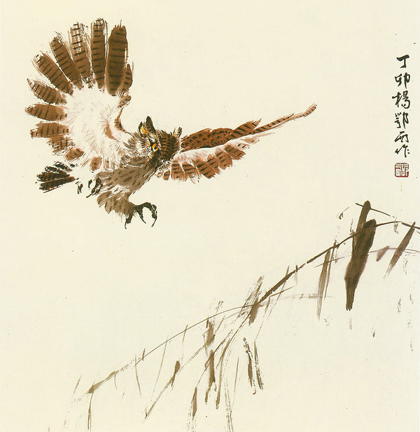 Pygmy Owl by O-shi Yang
