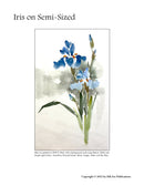 Iris on Semi-Sized Paper Lesson