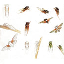 Painting of Flowers, Birds & Insects by Wang Hsueh-t'ao