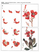 Workshop Series Instructional Booklets by Ning Yeh: Canna